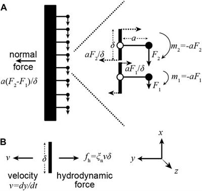 Predicting the locations of force-generating dyneins in beating cilia and flagella